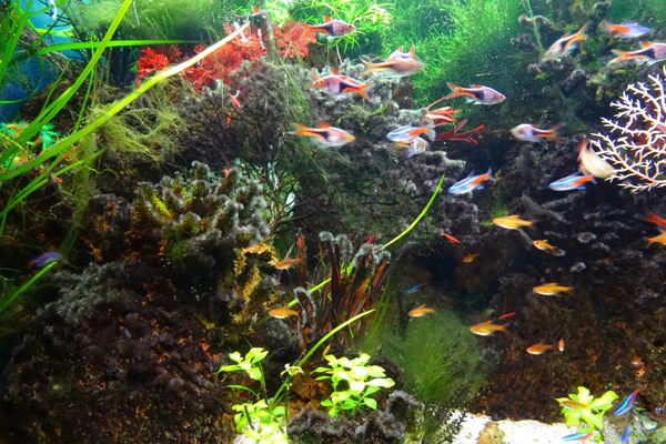 Best Nano Fish Species for Small Aquariums: A Guide for Beginners - The ...